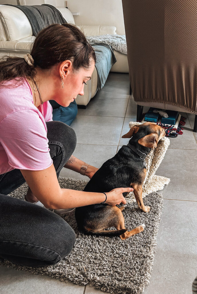 ostéopathe animalier réalisant une séance d'ostéopathie pour petit chien de type jack Russel