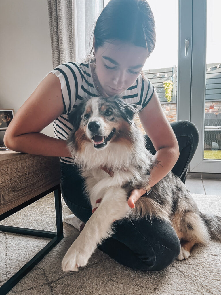 ostéopathe animalier réalisant une séance d'ostéopathie pour chien berger américain