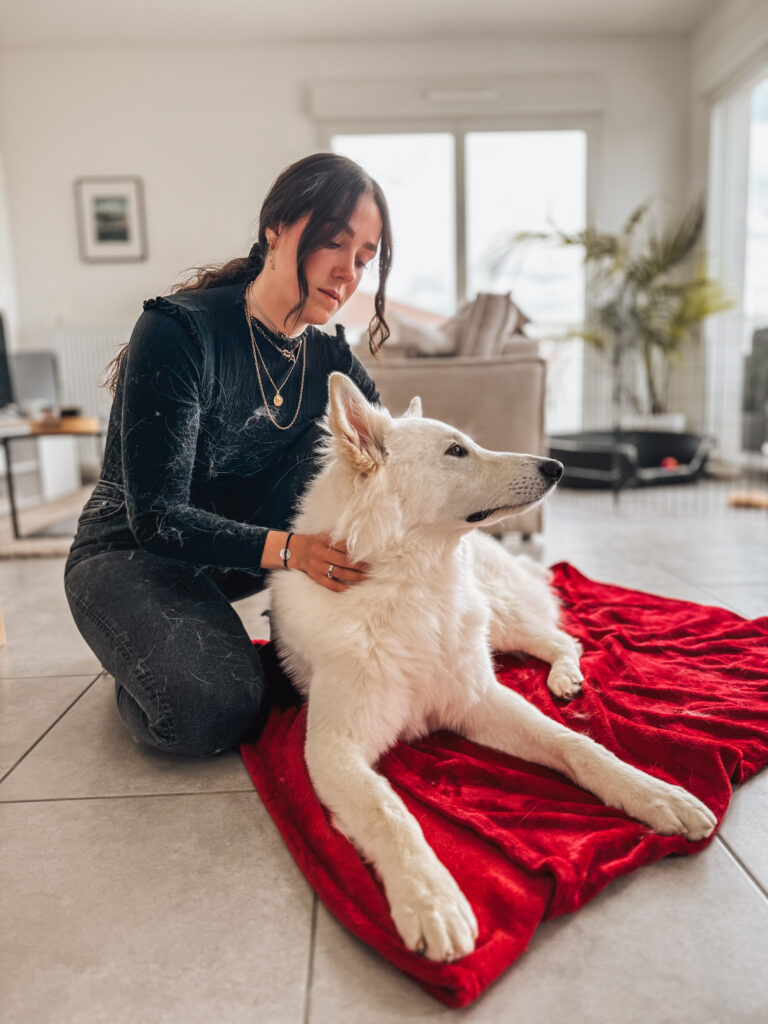 ostéopathe animalier réalisant une séance d'ostéopathie pour chien berger blanc suisse