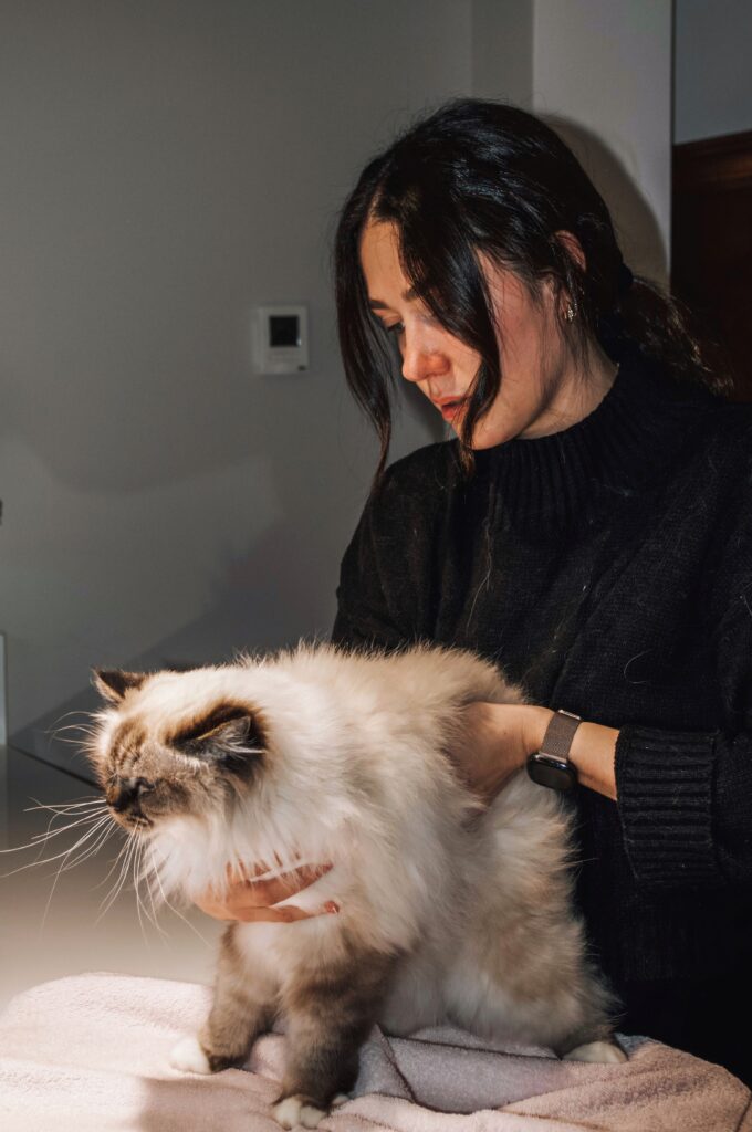 chat souffrant d'arthrose se faisant soigner durant une séance d'ostéopathie pour chat
