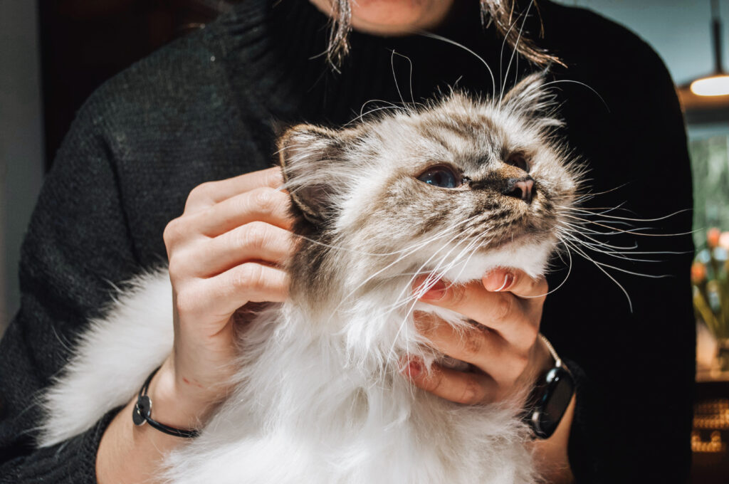 chat souffrant de douleur chronique réalisant une séance d'ostéopathie pour chat