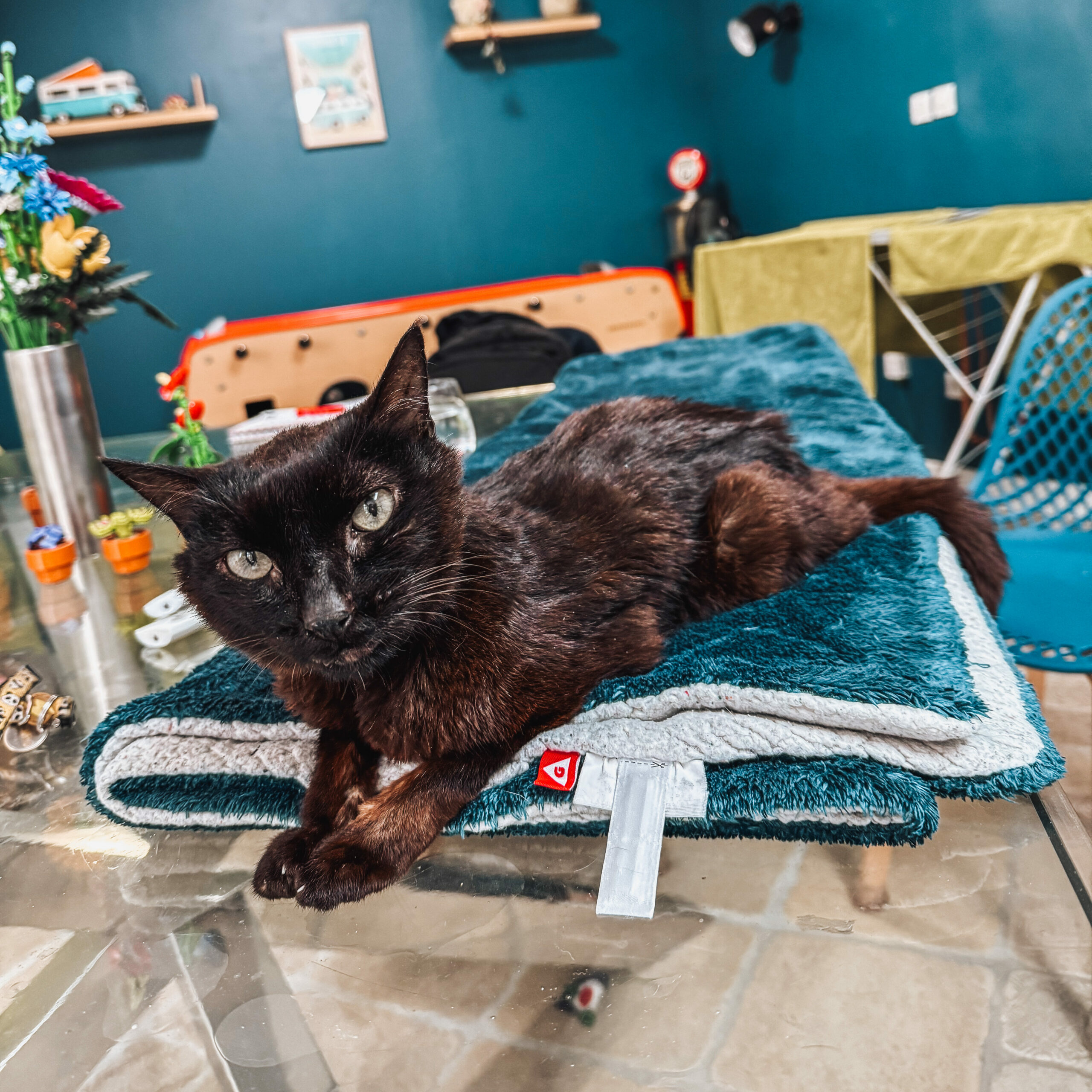 séance d'ostéopathie pour chat âgé à lyon, souffrant d'arthrose et raideur