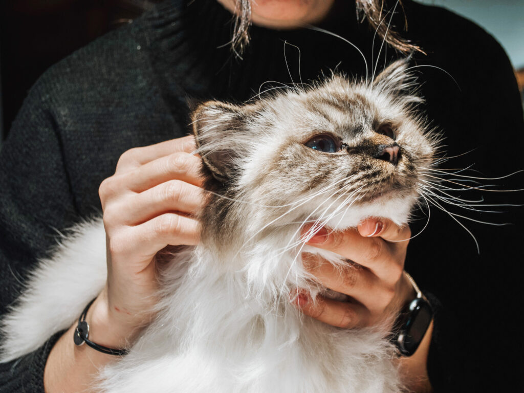 ostéopathe faisant une consultation pour un chat