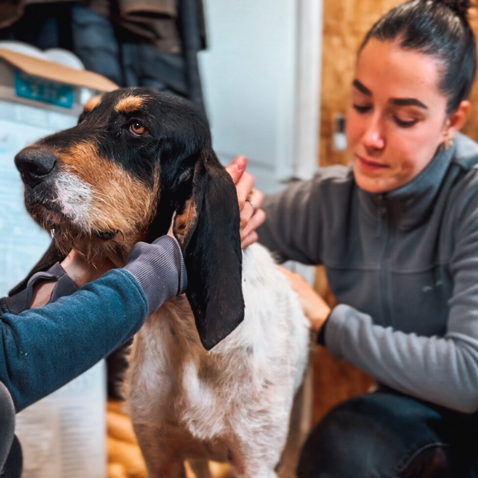 ostéopathie pour chien de chasse à lyon