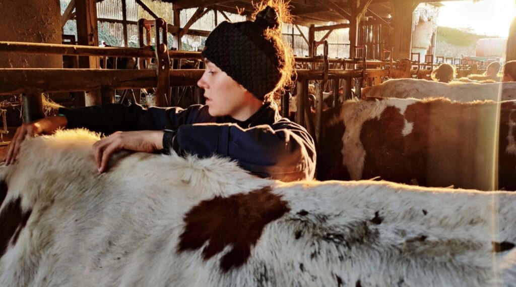 ostéopathe vache et bovin en Auvergne