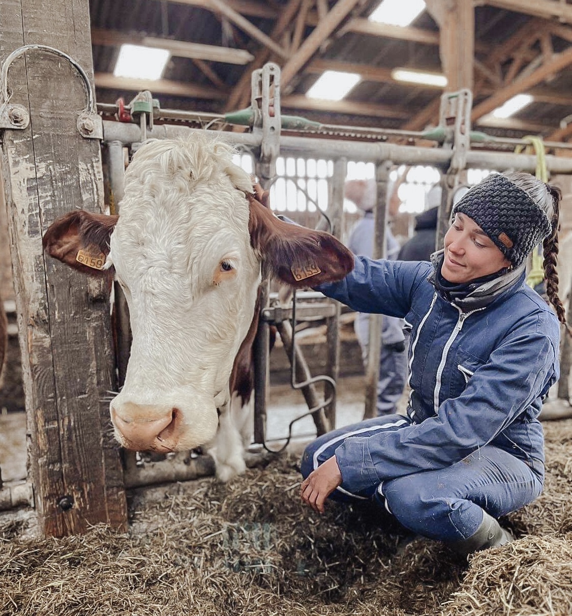 ostéopathe animalier réalisant un séance sur un troupeau de vache