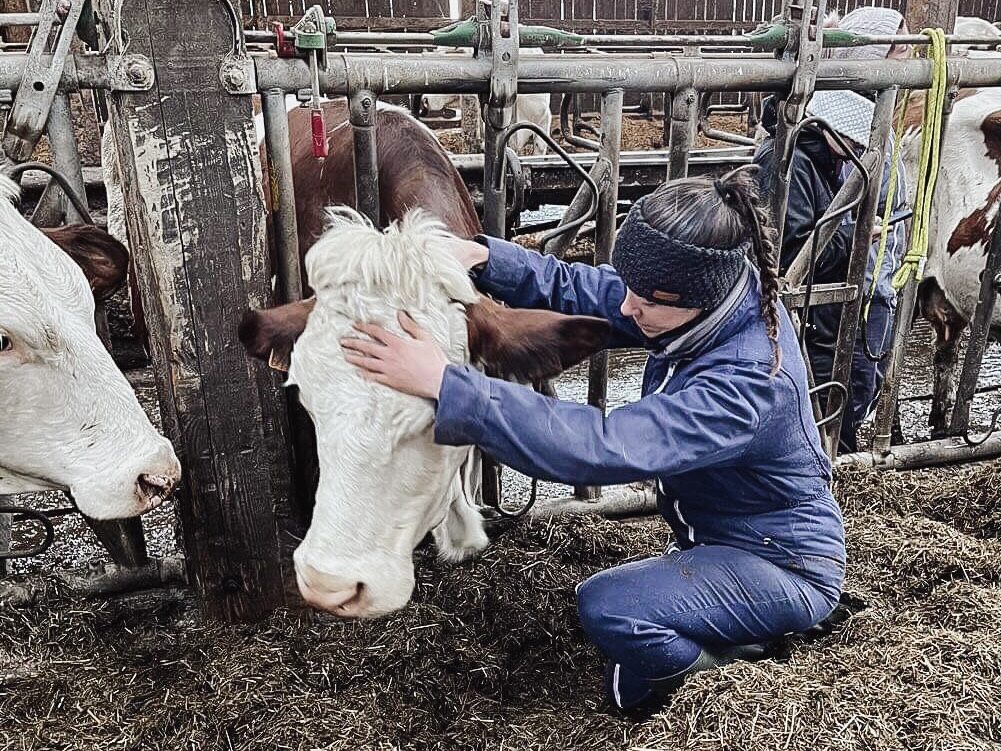 tarif osteopathie vache lyon