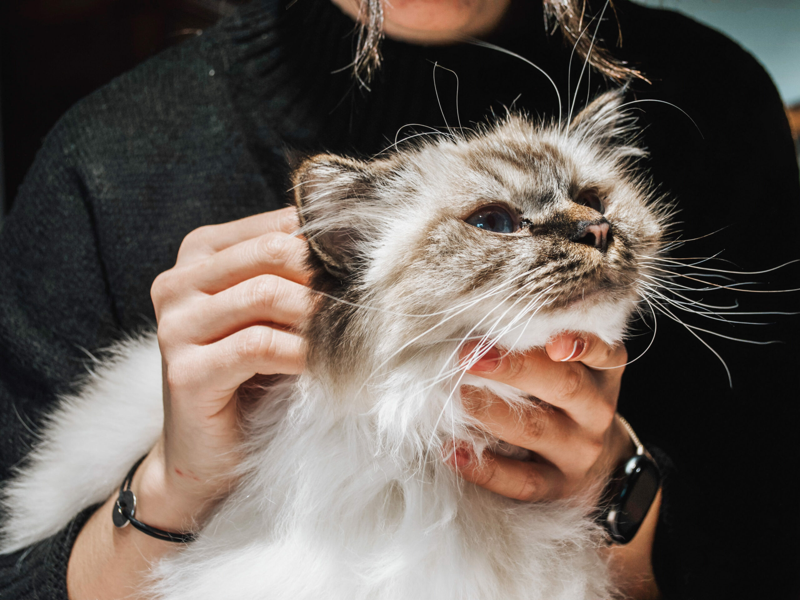 Mon animal a-t-il besoin d’un ostéopathe animalier ?