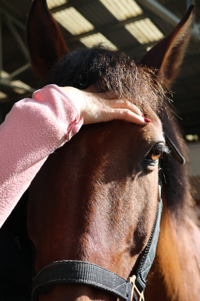 ostéopathie animale pour cheval à lyon